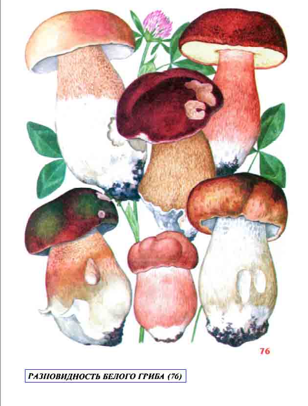На картинке изображены белые грибы различных видов