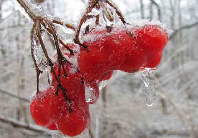 Фото ягод калины после первых заморозков
