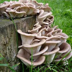 Виды и классификация грибов вешенок в мире