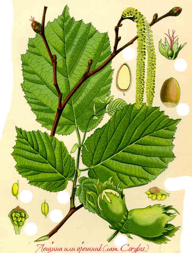 Ботаническое описание ореха лесного
