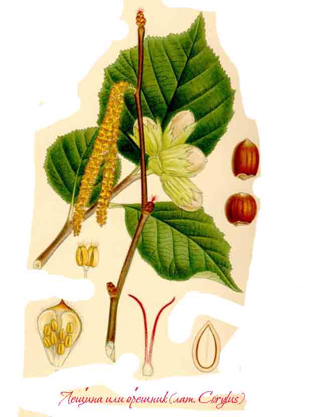 Лещина обыкновенная или орешник с плодами фундука
