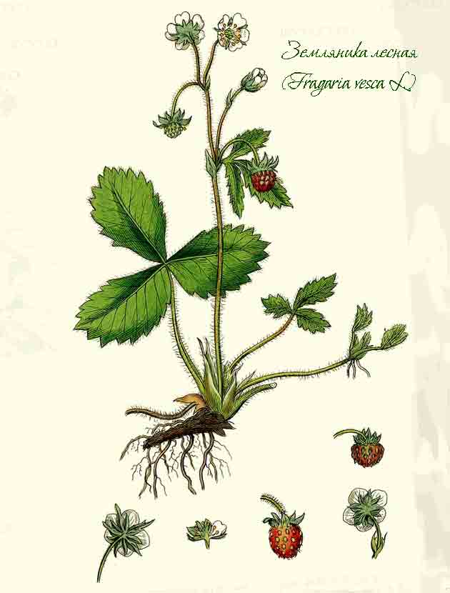 Ботаническое изображение
