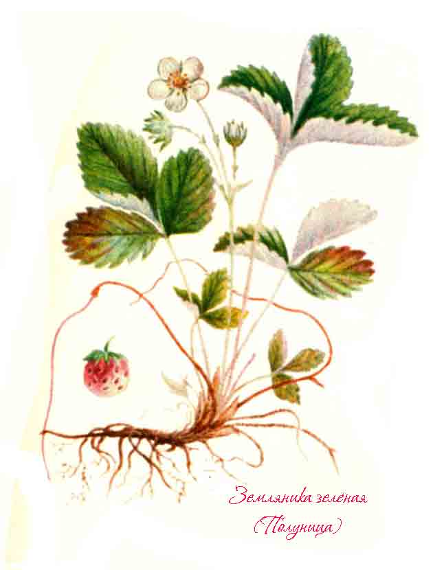 Рисунок с изображением полуницы