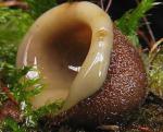 Необычный мир грибов