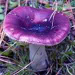 Сыроежка фиолетовая (purple russula)