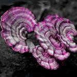 Древесные ушки (woody purple mushroom)