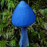 Лазурный гриб (Entoloma hochstetteri)